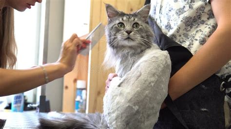 Professional Maine Coon Cat Grooming Close-up. Stock Photo - Image of mammal, coon: 125860244