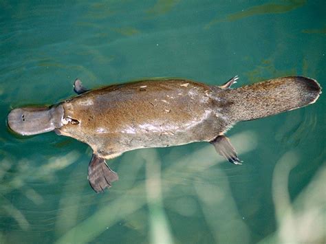 Platypus | Eggs, Habitat, Venom, & Facts | Britannica