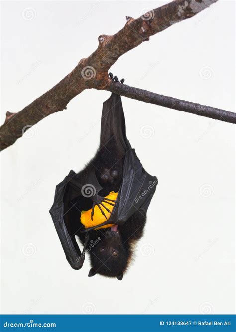 Fiji Flying Fox Isolated on White Background Stock Image - Image of environment, food: 124138647