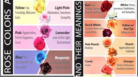 Roses And Their Different Meanings