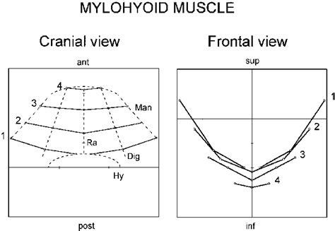 Schematic representation of the mylohyoid muscle. The action lines of... | Download Scientific ...