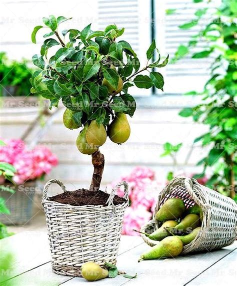 20Pcs Bonsai Pear plant Mini pear tree plant Super sweet fruit plant quality potted plants for ...