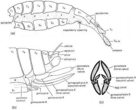 The Abdomen - Natural Enemies - Insectomania