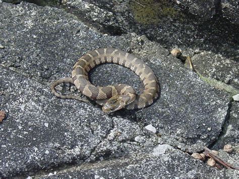 Newborn Timber Rattlesnake