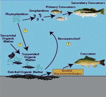 Aquatic Ecosystem Food Web