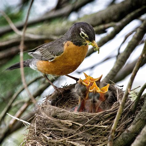 When You Should—and Should Not—Rescue Baby Birds | Audubon Wild Animal Rescue, Backyard Birds ...