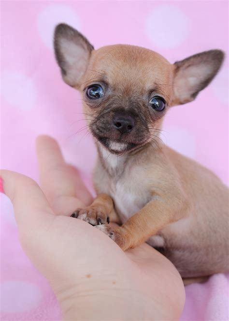 Tiny Chihuahuas For Sale at TeaCups Puppies South Florida | Teacups, Puppies & Boutique