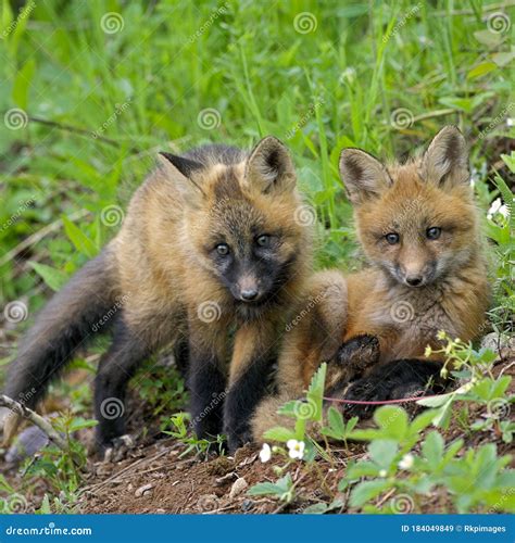 Two Curious Baby Red Foxes Playing in Spring Green Grass. Stock Image ...