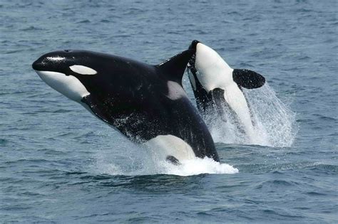 Fichier:Killerwhales jumping.jpg — Wikipédia