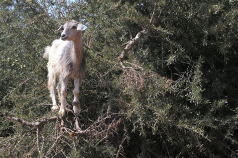 Goats in argan tree stock photo. Image of morocco, trees - 111850530