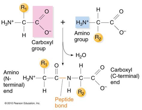 Amino Acid Peptide Bond Protein - Brain Mind Article