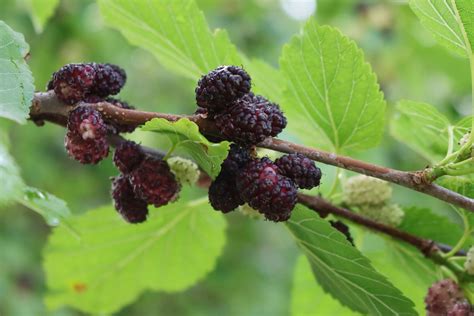 How to Grow and Care for a Mulberry Tree