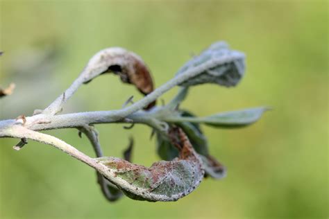 4 Common Apple Tree Diseases