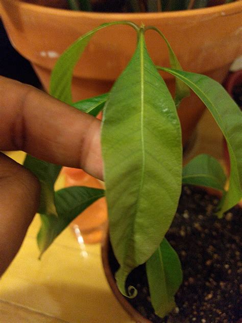 indoors - Mango seedling has weak/curling leaves - Gardening & Landscaping Stack Exchange