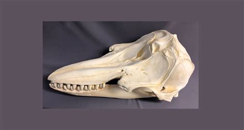 False Killer Whale Skull - SkeletonsAndSkullsSuperstore