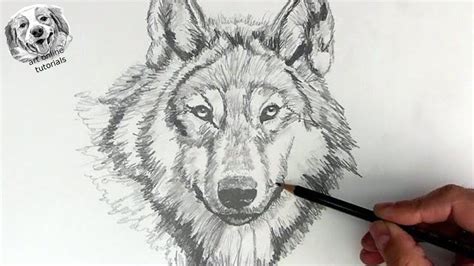 Wolf Drawing Easy Realistic | EASY DRAWING STEP