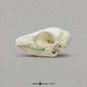 Tree Shrew Skull - Bone Clones - Osteological Reproductions