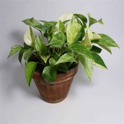 The Best Winter Indoor Plants that Add Colour and Life to your Home - Melanie Jade Design