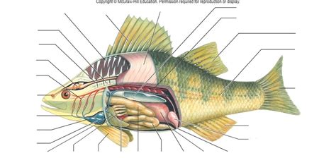 Yellow Perch Anatomy Diagram | Quizlet