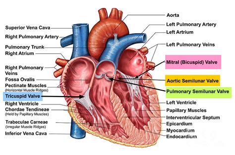 Aortic Valve Stenosis - Causes, Symptoms, Life Expectancy, Treatment