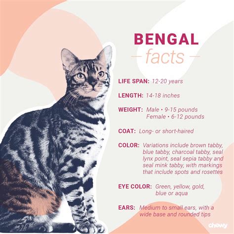 Bengal Cat Breed Profile Facts Personality Traits, 60% OFF