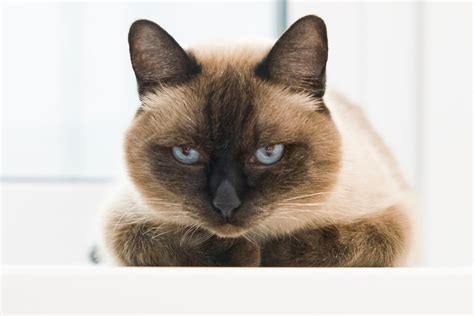 Ultimate Profile on Siamese Cat Personality Traits | Discerning Cat