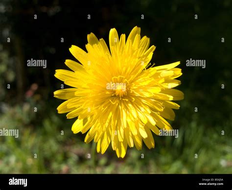 catsear flower Stock Photo - Alamy