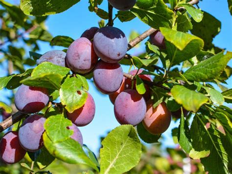 Leaf Drop On Plum Trees - What To Do For Plum Tree Leaves Falling Off