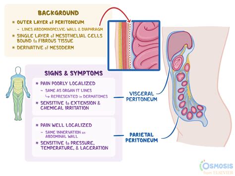 Retroperitoneal Organs