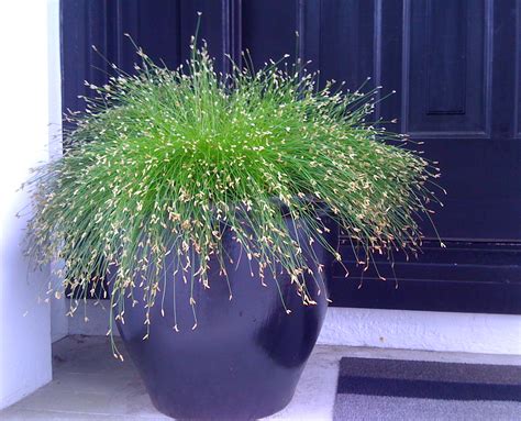 Growing Ornamental Grass in Containers | Gardenoid