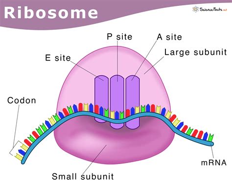 Ribosomes: Definition, Structure, & Functions, with Diagram