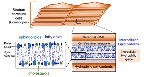 What is the stratum corneum and its importance in skin care?