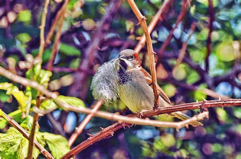 Nesting Sparrow Photograph by Lawrence Christopher - Fine Art America