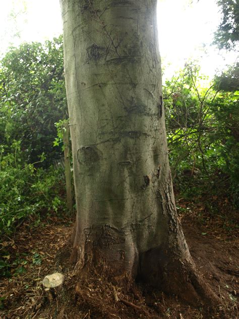 blue beech tree bark - Hye Buss