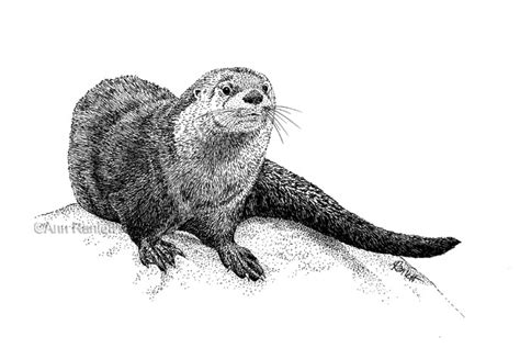 Ann Ranlett's Blog - Animals, Art, Etc.: River Otter Illustration