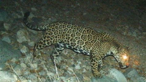 Jaguar recovery plan envisions sprawling habitat areas, one into southern Arizona | 12news.com