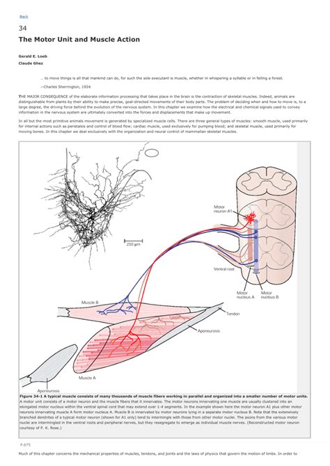 (PDF) The Motor Unit and Muscle Action