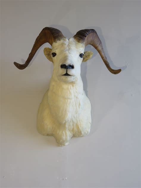 Dall Sheep Ram Shoulder Mount for sale. S-124D – Mounts For Sale