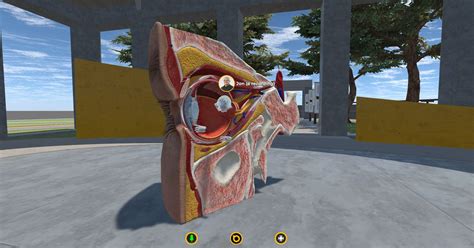 Virtual Human Anatomy - Library of Interactive Virtual Anatomy Models