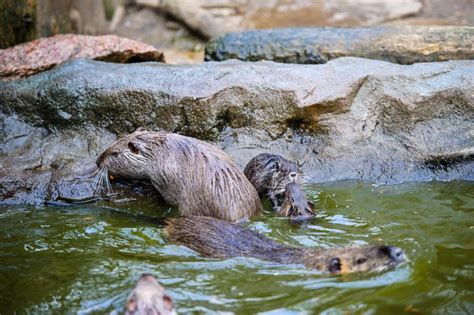 Nutria in river habitat stock image. Image of natural - 148365109