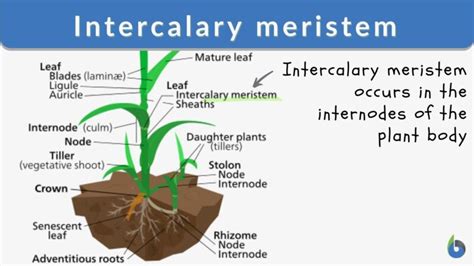 Intercalary meristem - Definition and Examples - Biology Online Dictionary