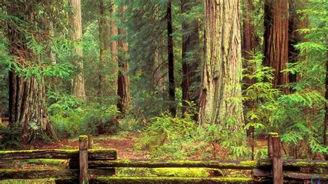 Redwood Forest Wallpapers - Top Free Redwood Forest Backgrounds ...