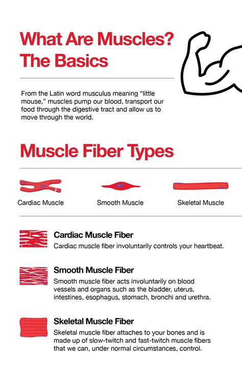 The 3 Muscle Fiber Types and How to Support Them – The Amino Company