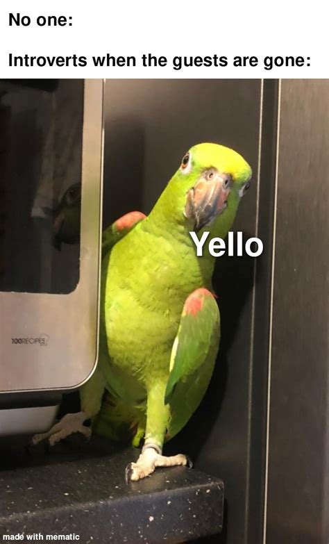 parrot. : r/memes