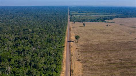 Angka Deforestasi di Hutan Amazon Catat Rekor Tertinggi pada Januari