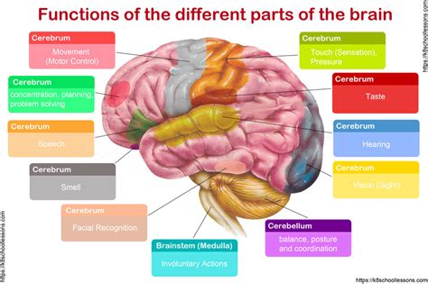 Fetch Parts Of The Brain And Their Functions Free Images - Www