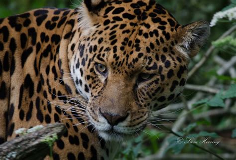 How attention can affect conservation – The Jaguar