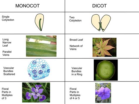 Plant Development I: Tissue differentiation and function | Organismal ...