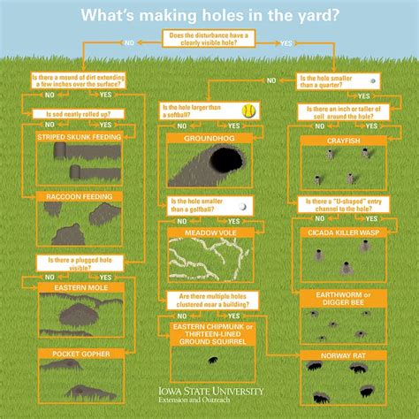 Snake Holes vs Squirrel Holes (How to Tell the Difference)