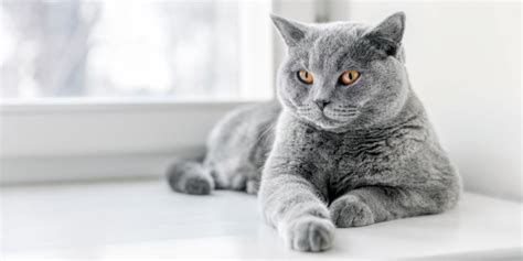 British Shorthair Cat Breed: Size, Appearance & Personality